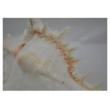 Large Ramose Spiny Murex Decorative Seashell