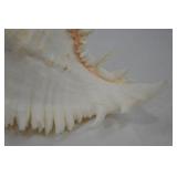 Large Ramose Spiny Murex Decorative Seashell