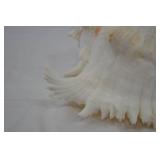 Large Ramose Spiny Murex Decorative Seashell