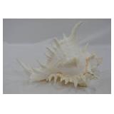 Large Ramose Spiny Murex Decorative Seashell