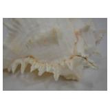 Large Ramose Spiny Murex Decorative Seashell