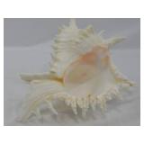Large Ramose Spiny Murex Decorative Seashell