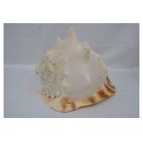 Large Seashell