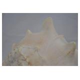Large Seashell