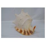 Large Seashell