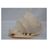 Large Seashell