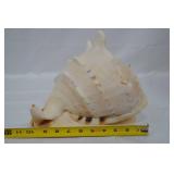 Large Seashell
