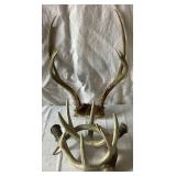 Broken Fench- Whitetail Deer by Mario Fernandez with Antlers