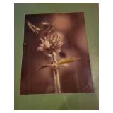 Set of 2 Vintage Anne Geddes Botanical Art Prints