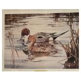"Browsing Northern Pintails" Print by South African Artist Willem Sternberg de Beer