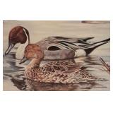 "Browsing Northern Pintails" Print by South African Artist Willem Sternberg de Beer