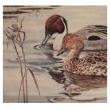 "Browsing Northern Pintails" Print by South African Artist Willem Sternberg de Beer