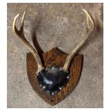 Three Decorative Antler Mounts