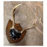 Three Decorative Antler Mounts