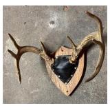 Three Decorative Antler Mounts