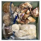 Assortment of Beautiful Seashells including Shell Frame, Apple Murox, Urchins, Scallops and More