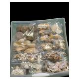Assortment of Beautiful Seashells including Shell Frame, Apple Murox, Urchins, Scallops and More