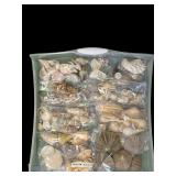 Assortment of Beautiful Seashells including Shell Frame, Apple Murox, Urchins, Scallops and More