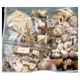 Assortment of Beautiful Seashells including Shell Frame, Apple Murox, Urchins, Scallops and More