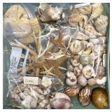 Assortment of Beautiful Seashells including Shell Frame, Apple Murox, Urchins, Scallops and More