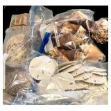 Assortment of Beautiful Seashells including Shell Frame, Apple Murox, Urchins, Scallops and More