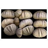 Assortment of Beautiful Seashells including Shell Frame, Apple Murox, Urchins, Scallops and More