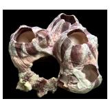 Assortment of Beautiful Seashells including Shell Frame, Apple Murox, Urchins, Scallops and More