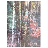 Three Framed & Matted Nature Photographs