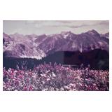 Three Framed & Matted Nature Photographs