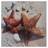 Starfish Art, Natural Shells & More