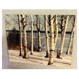 Set of Five Beautiful Photograph Prints