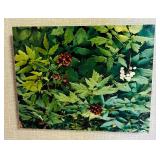 Set of Five Beautiful Photograph Prints