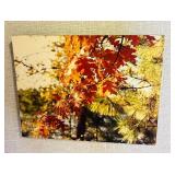 Set of Five Beautiful Photograph Prints