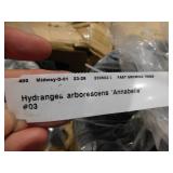 Approx 20 trees--Hydrangea