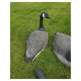8 Large Canadian Geese Decoys or use for Displaly