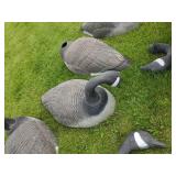 8 Large Canadian Geese Decoys or use for Displaly