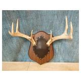 Mounted Deer Antlers