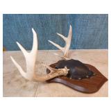Mounted Deer Antlers