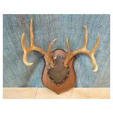Mounted Deer Antlers