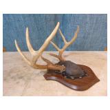 Mounted Deer Antlers