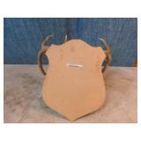 Mounted Deer Antlers