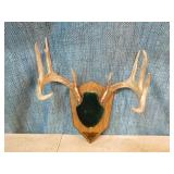 Mounted Deer Antlers