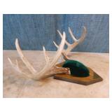 Mounted Deer Antlers