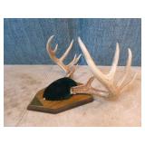 Mounted Deer Antlers