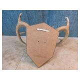 Mounted Deer Antlers
