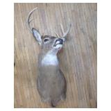 8 Point Deer Bust