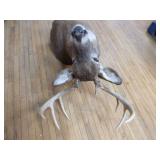 8 Point Deer Bust