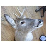 8 Point Deer Bust