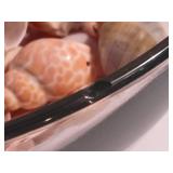 Large Bowl Filled with Shells