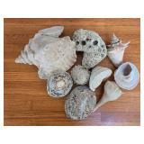 Collection of Unique Natural Sea Shells and Coral Pieces